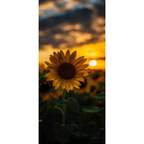 Leaked applehottie onlyfans leaked